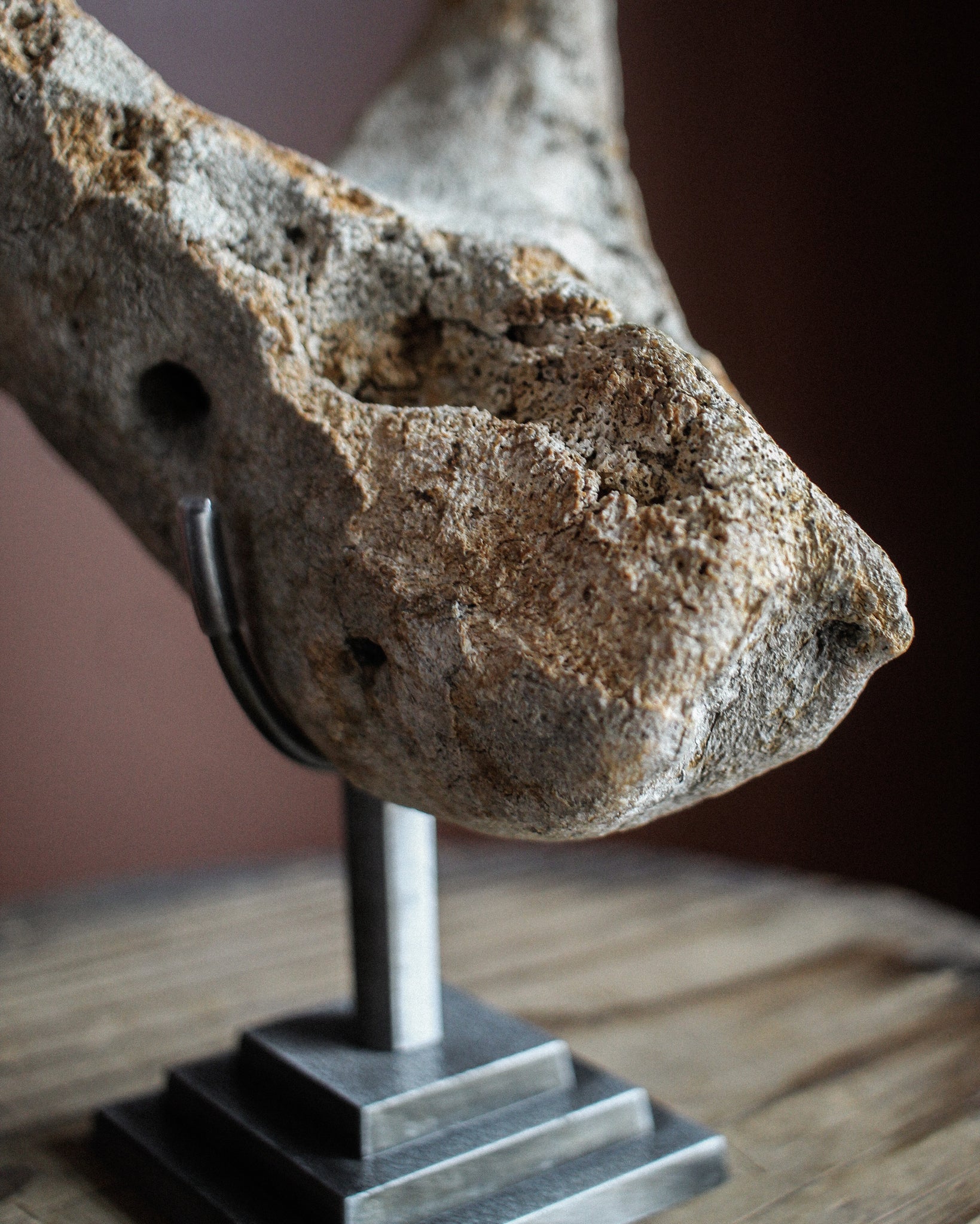 Prehistoric Walrus Jawbone Fossil on Stand