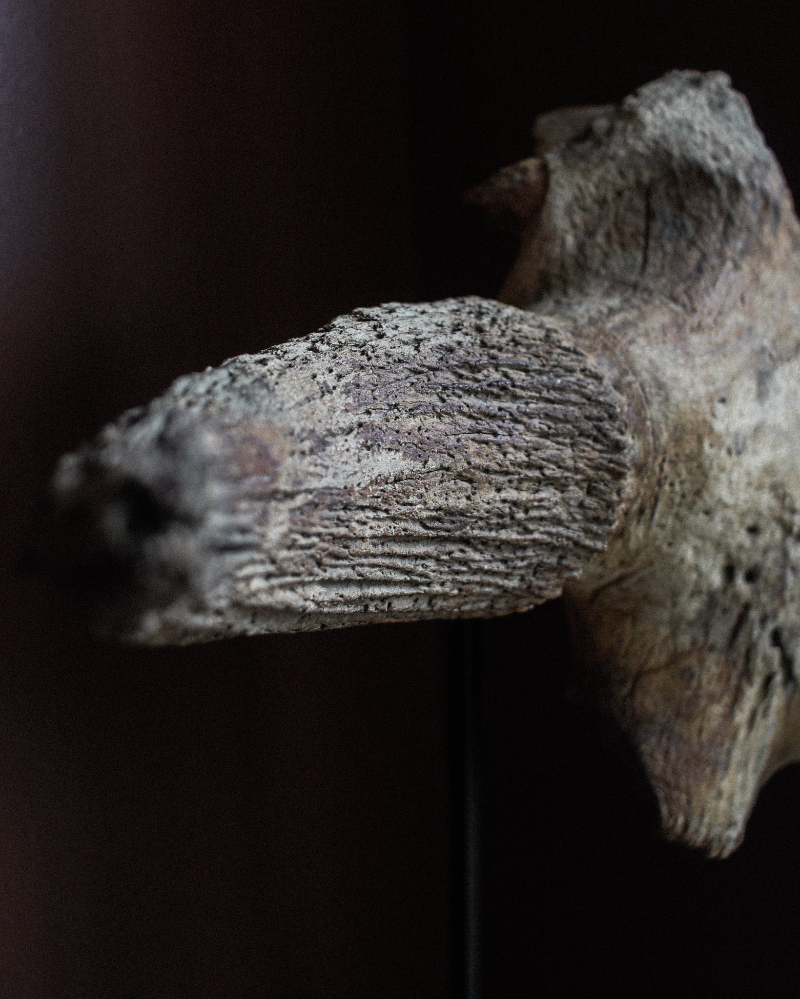 Late Pleistocene Steppe Bison Skull on Stand