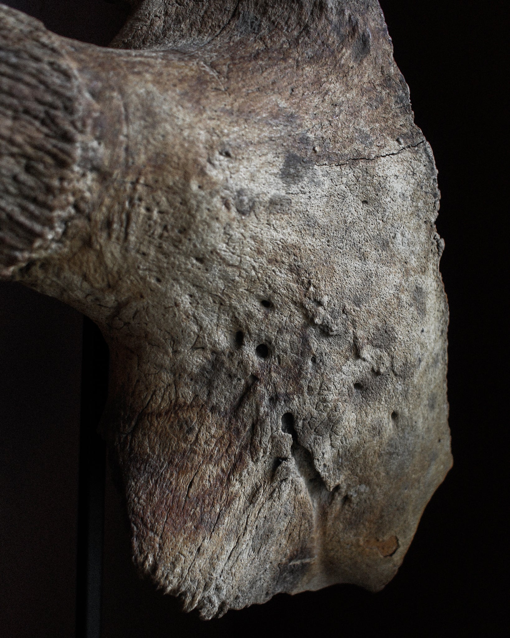Late Pleistocene Steppe Bison Skull on Stand