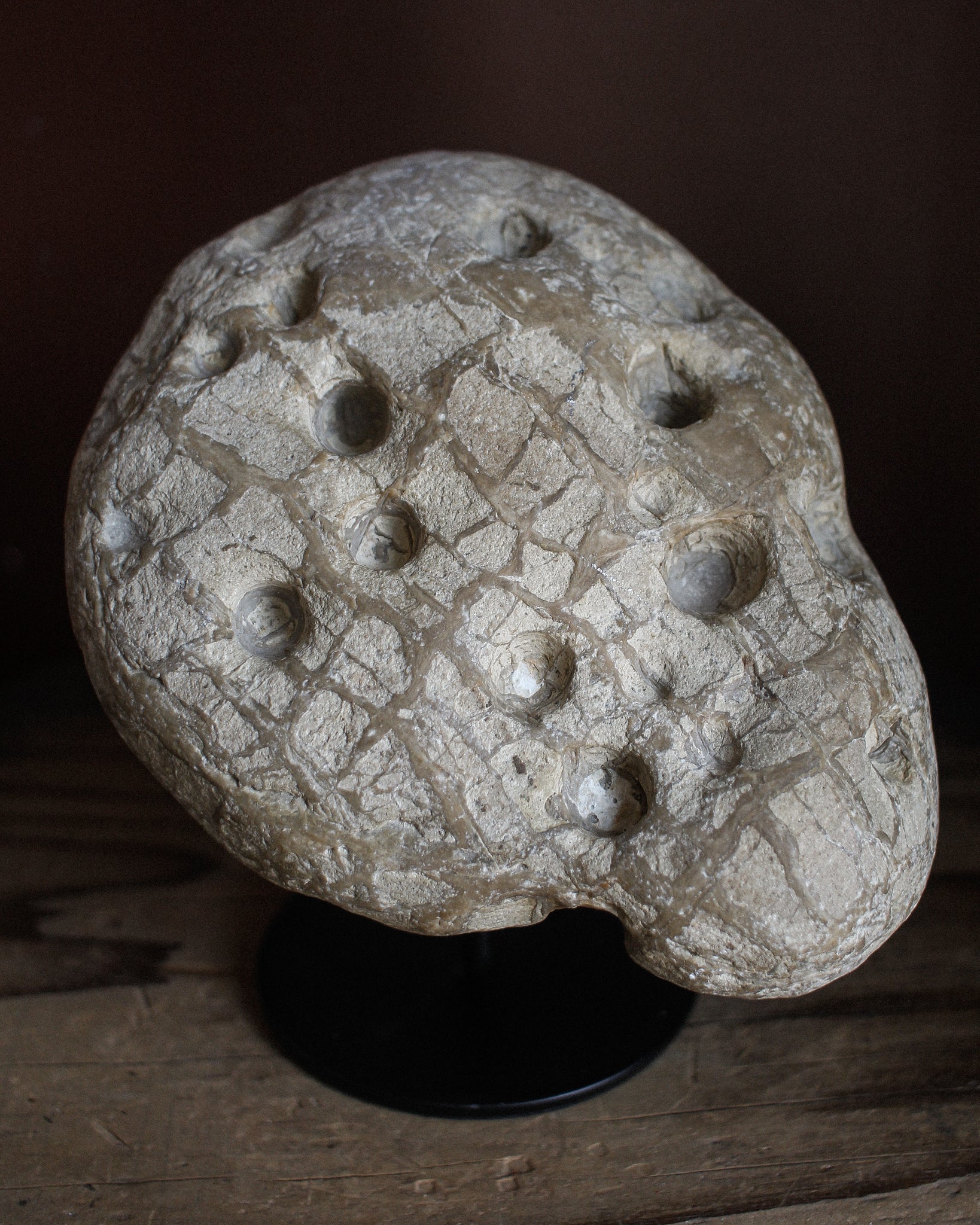 Fossil Stone with Bored Holes and Scales on Stand