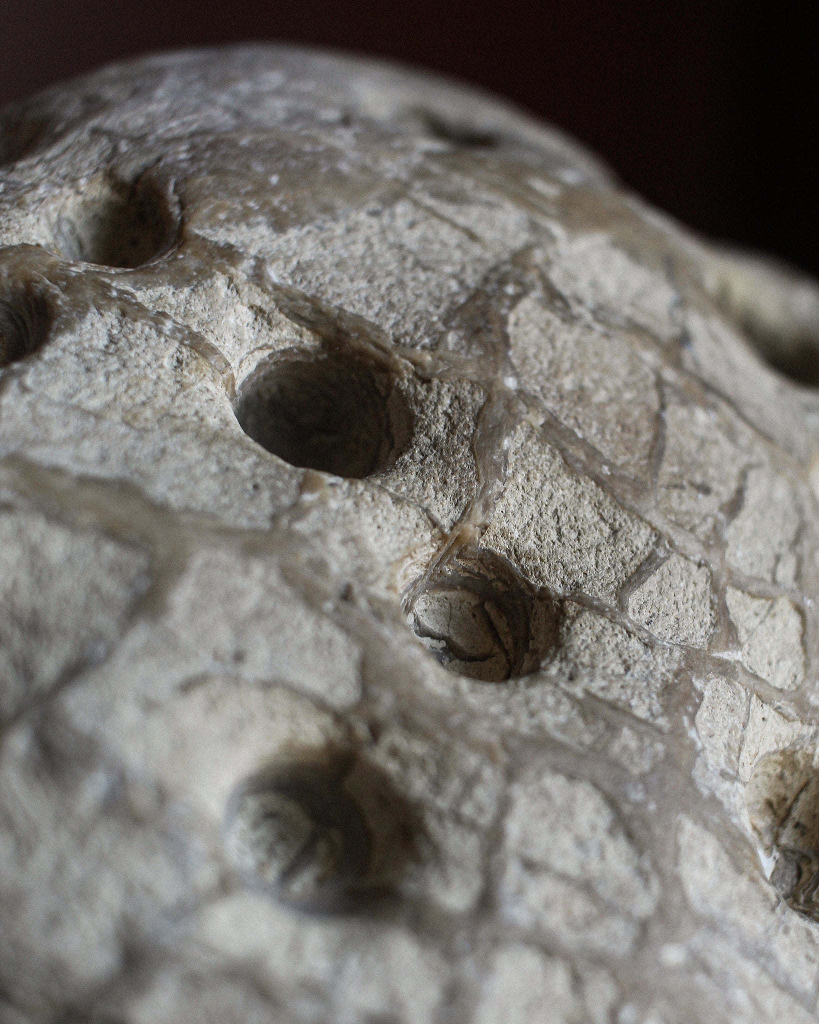 Fossil Stone with Bored Holes and Scales on Stand