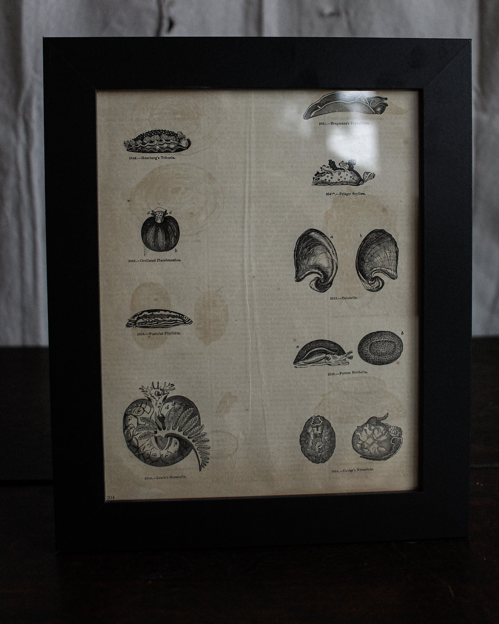 Detailed Shell Engraving, London, 1815