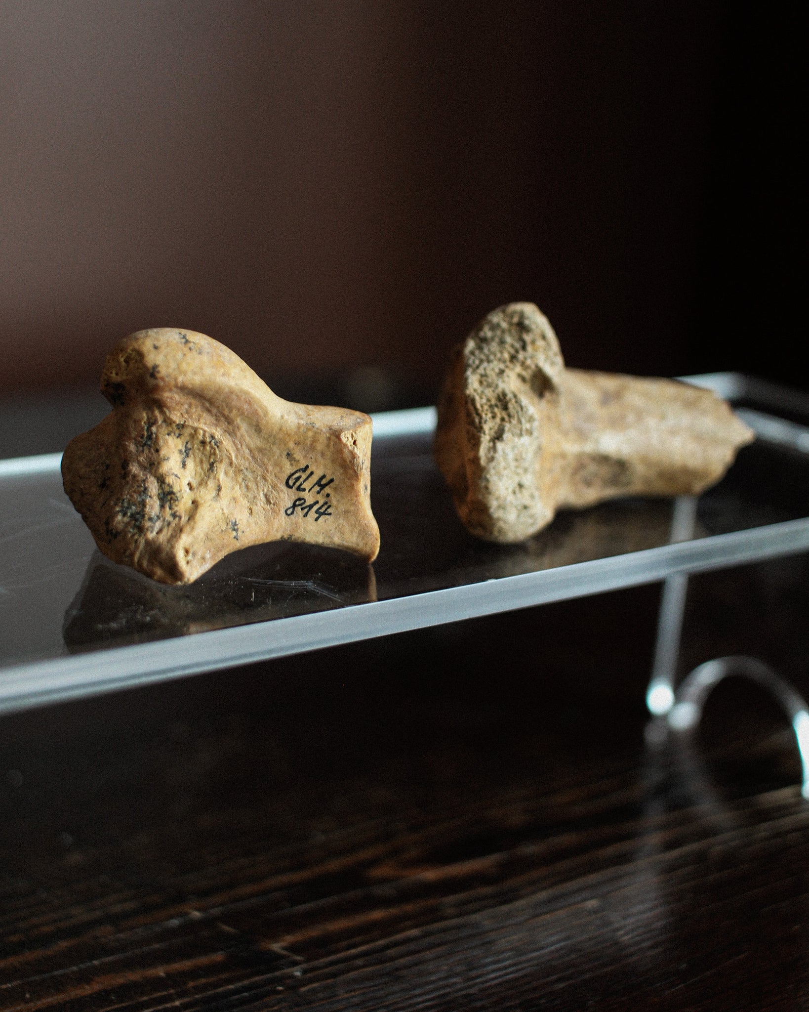 Pair of Ancient Cave Bear Bones