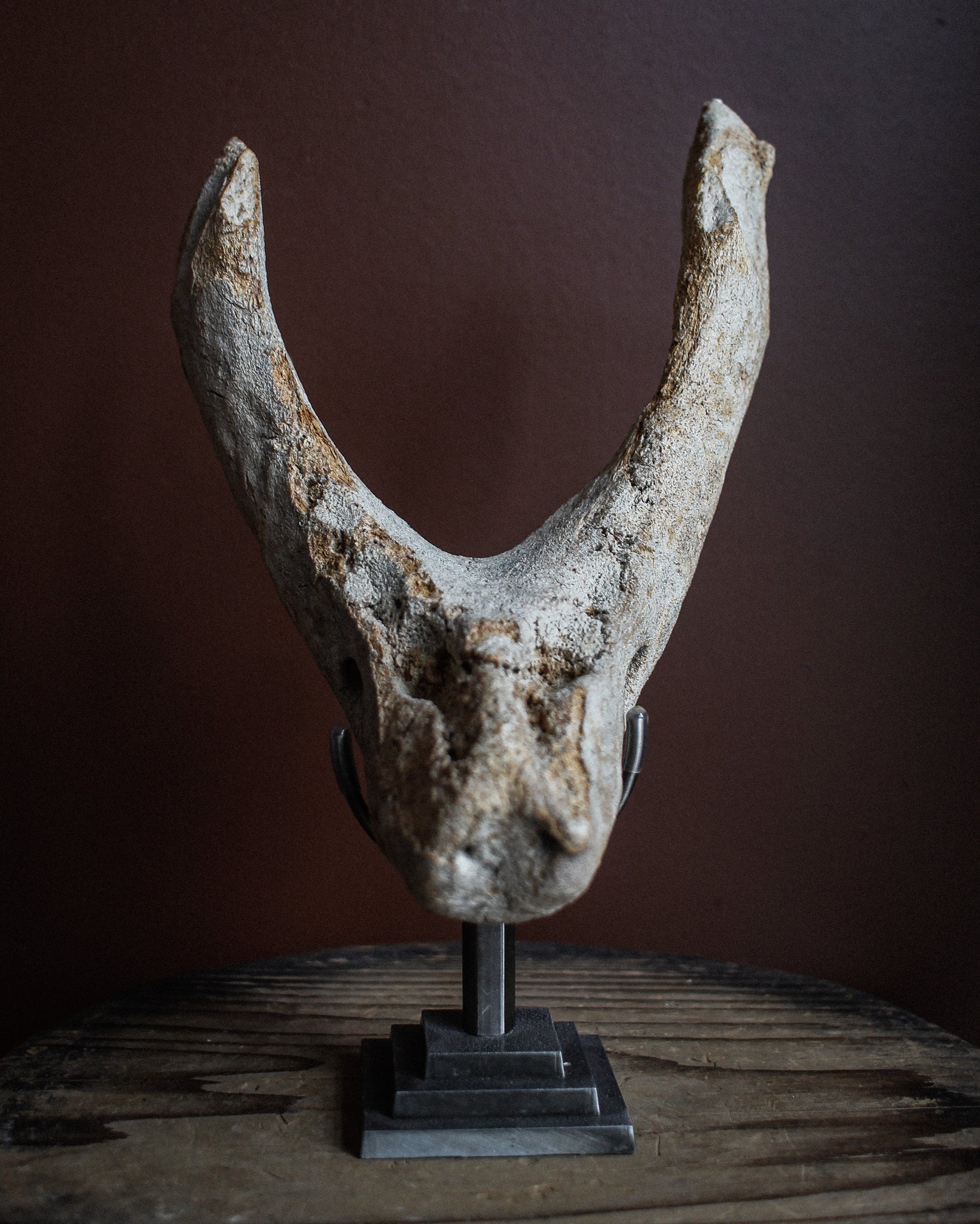 Prehistoric Walrus Jawbone Fossil on Stand