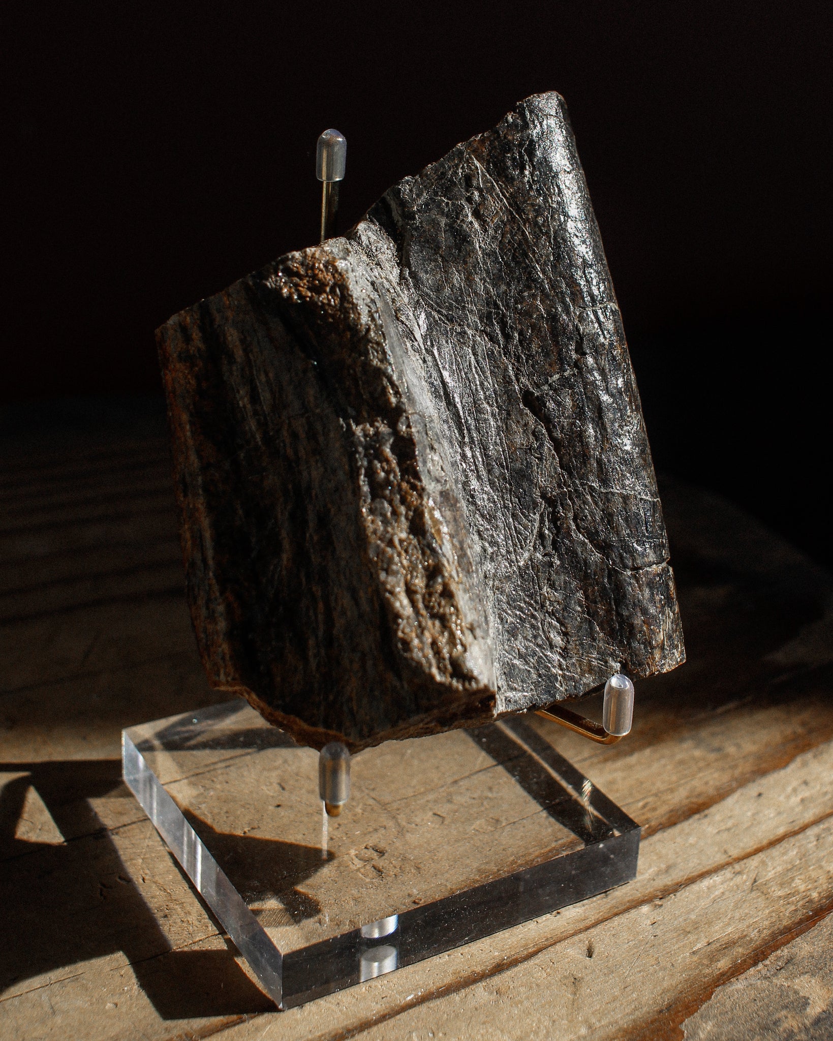 Prehistoric Sauropod Bone Fragment on Stand