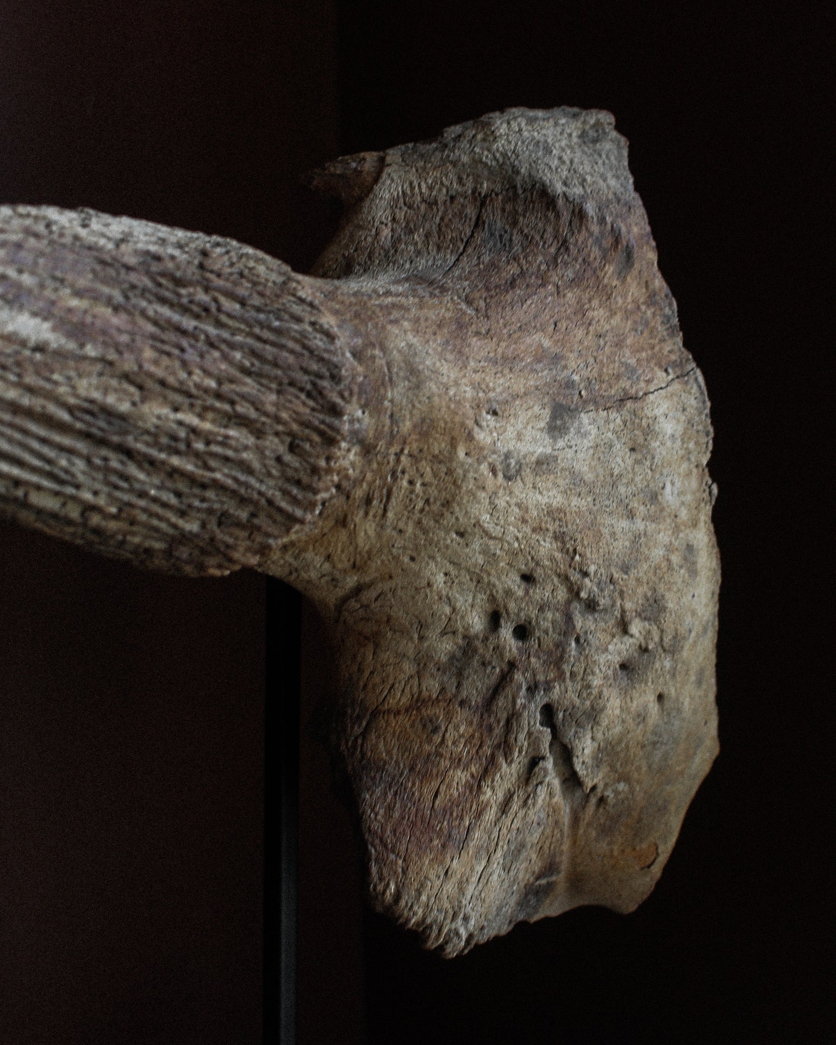 Late Pleistocene Steppe Bison Skull on Stand