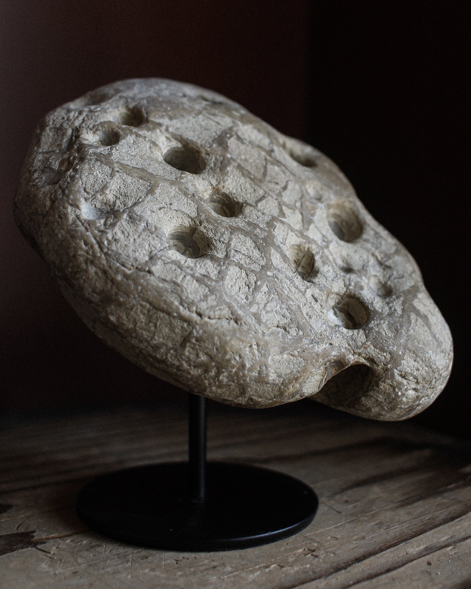 Fossil Stone with Bored Holes and Scales on Stand