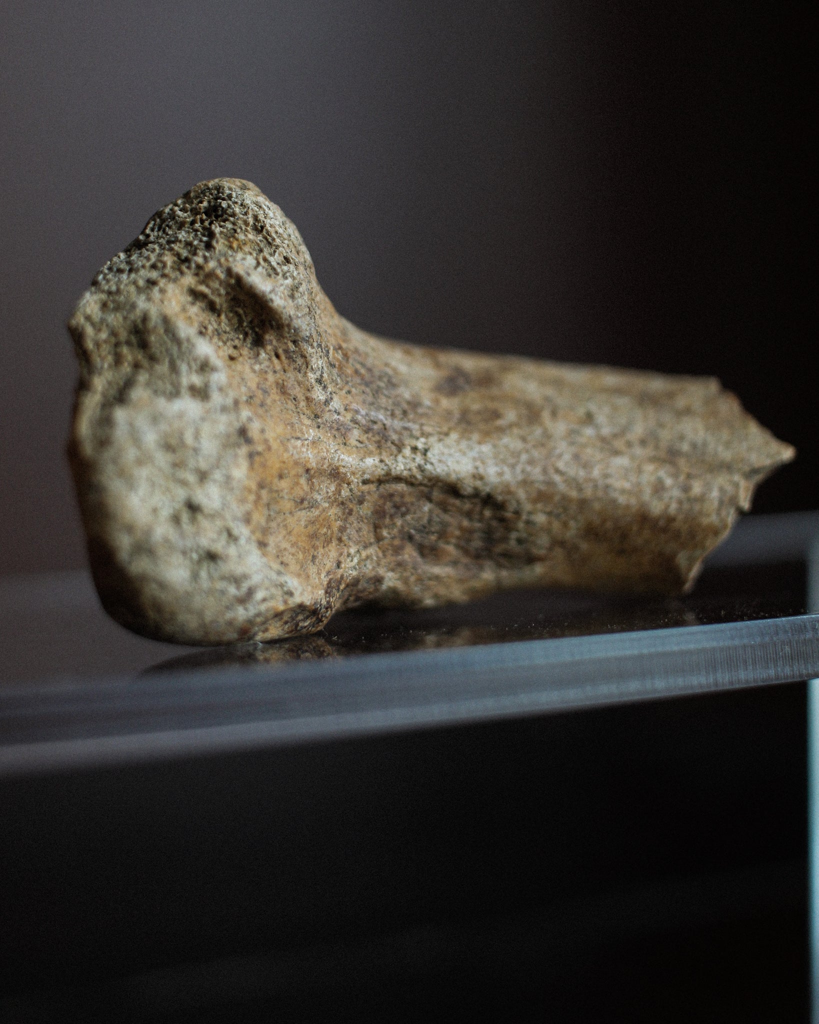 Pair of Ancient Cave Bear Bones