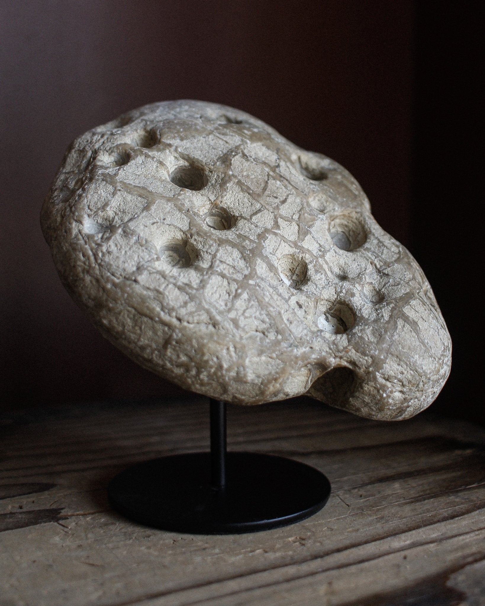 Fossil Stone with Bored Holes and Scales on Stand