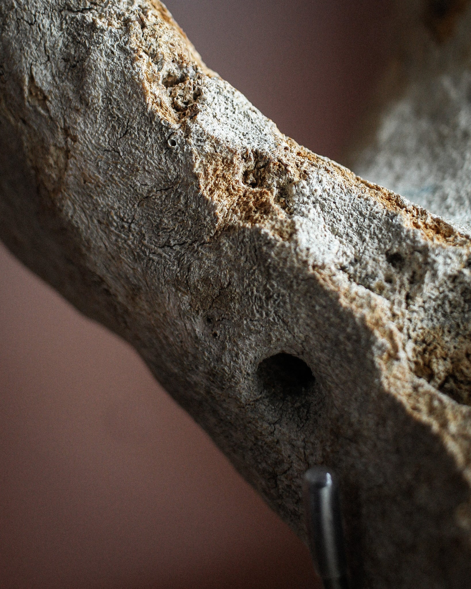 Prehistoric Walrus Jawbone Fossil on Stand