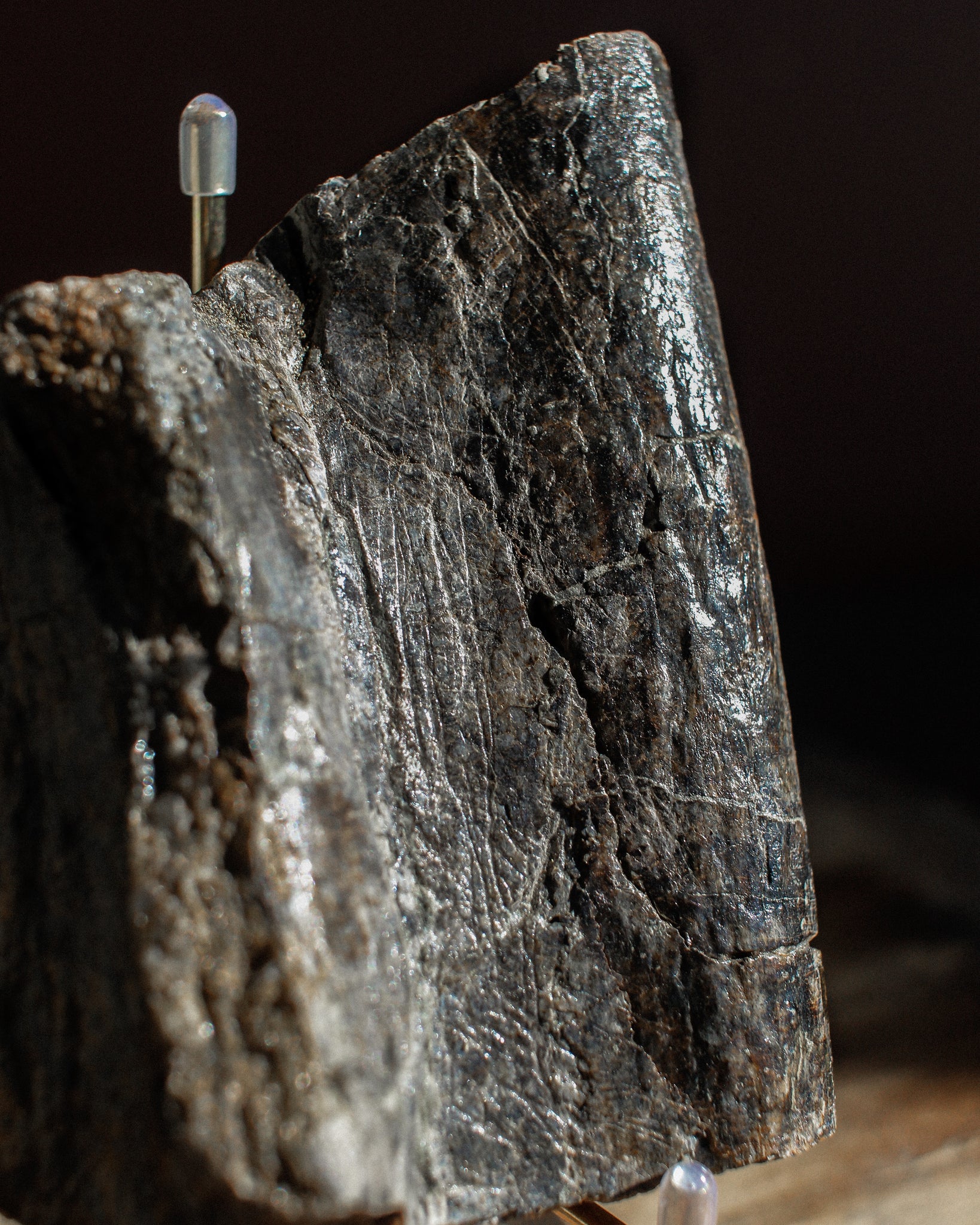 Prehistoric Sauropod Bone Fragment on Stand